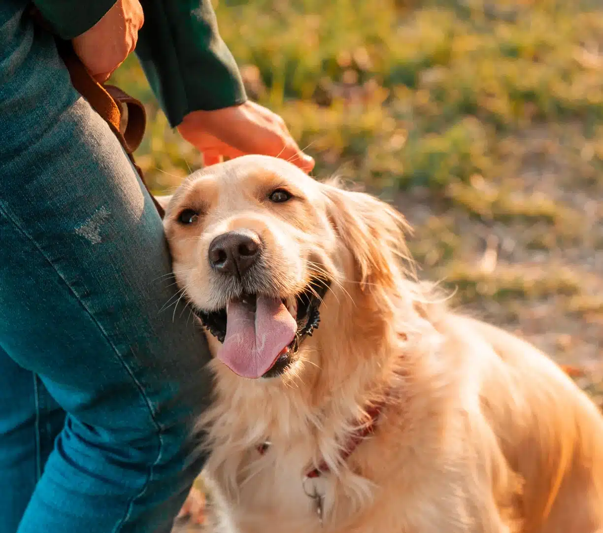 Happy Golden Retriever leaning against owner outdoors during advanced training