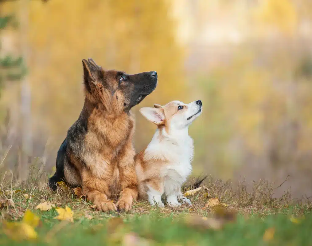 German Shepherd puppy and Corgi puppy sitting together outdoors looking up
