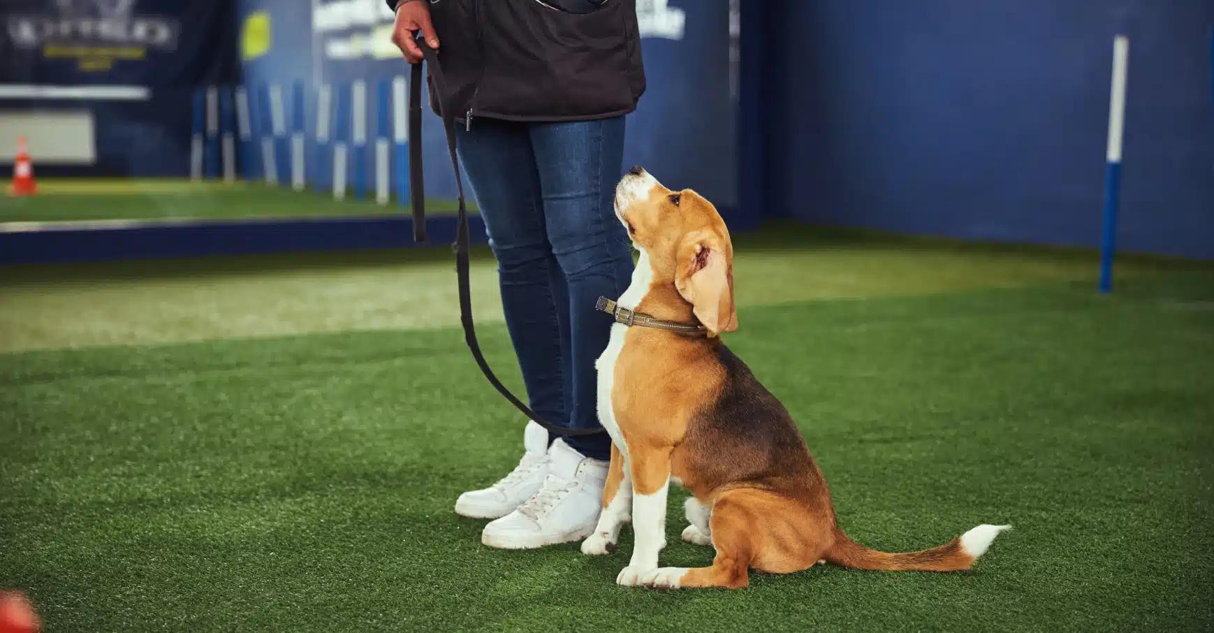 Beagle sitting obediently on leash indoors during a professional dog training exercise