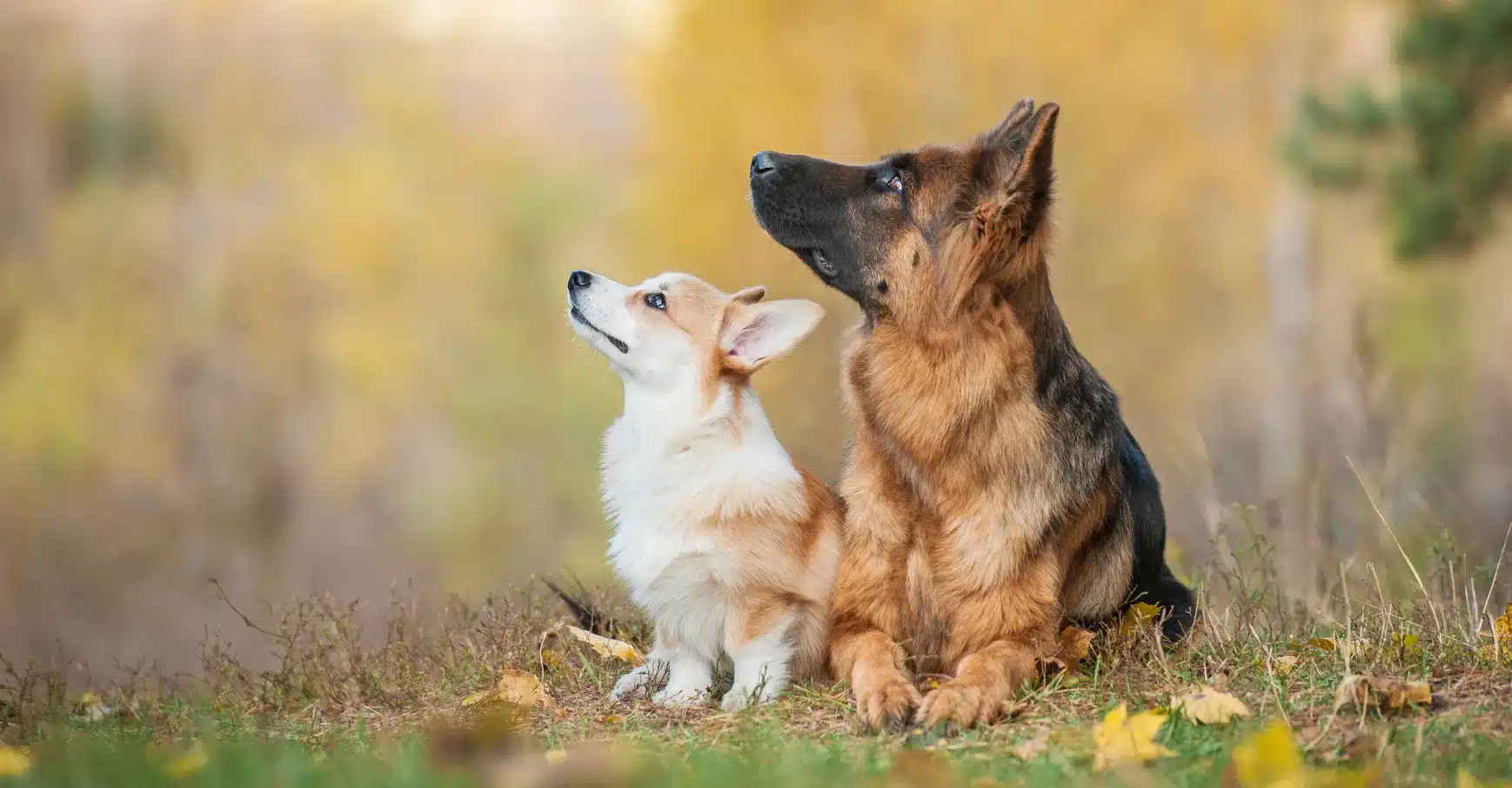 Corgi and German Shepherd sitting together, representing certified dog trainer skills