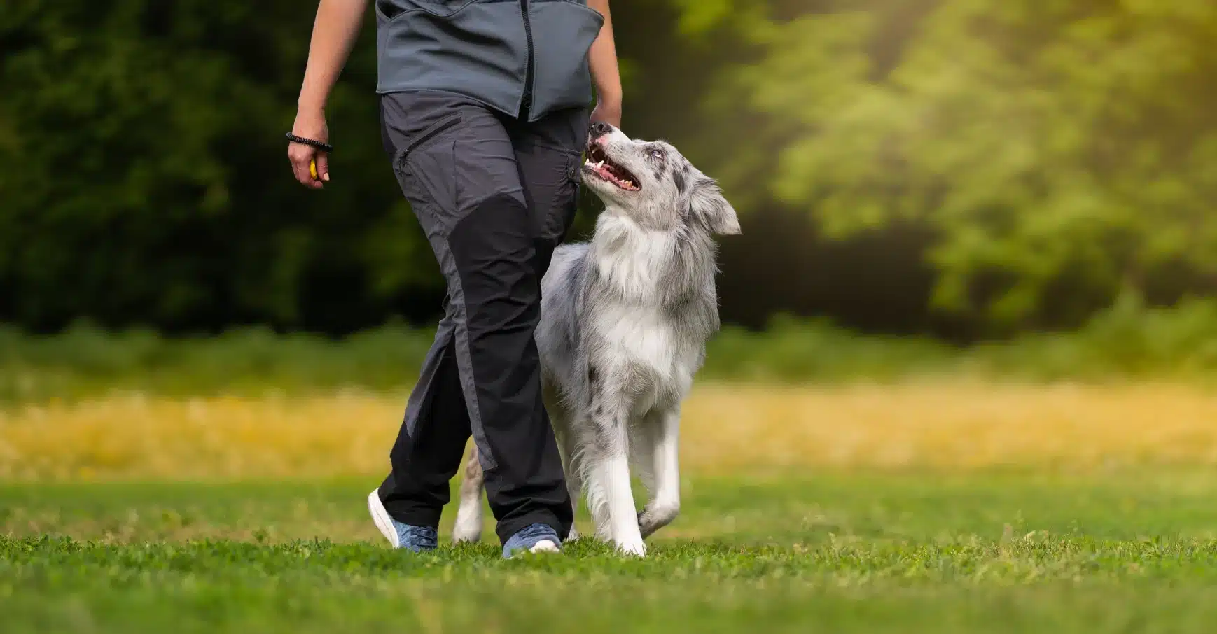Professional dog trainer walking an Australian Shepherd outdoors during a training session