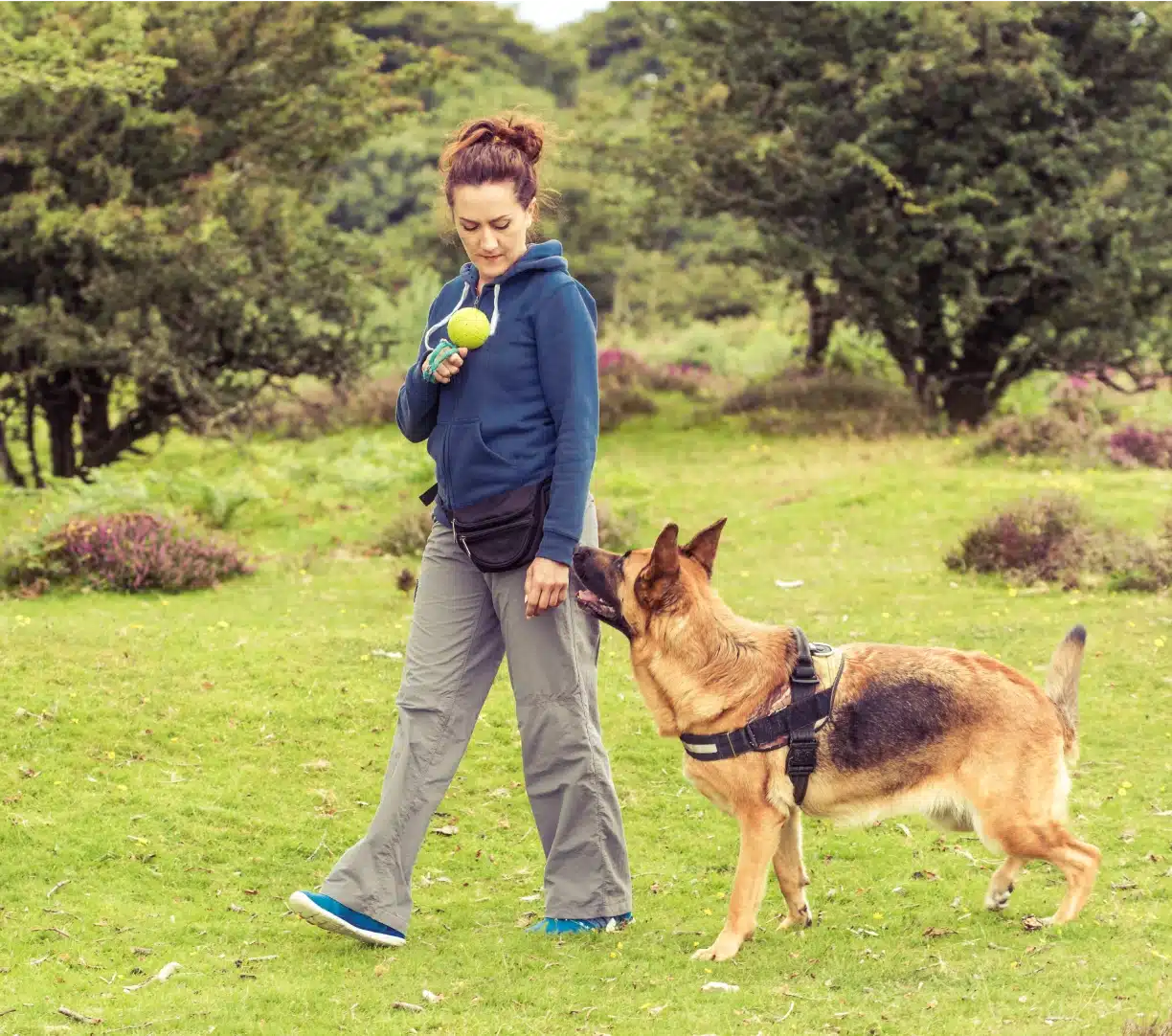 Woman conducting in-person dog training outdoors with a German Shepherd using a tennis ball