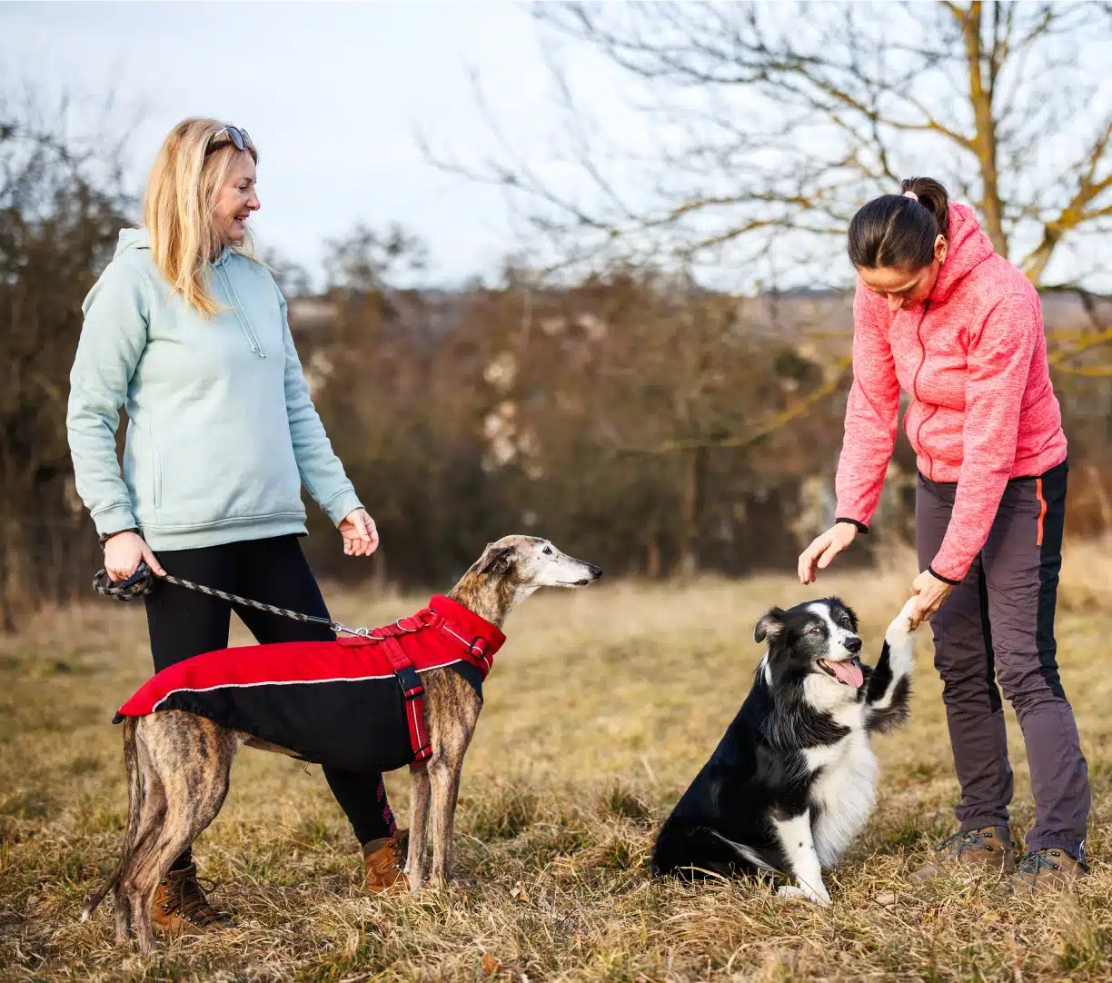 Two women training a Greyhound and Border Collie outdoors during a social skills session