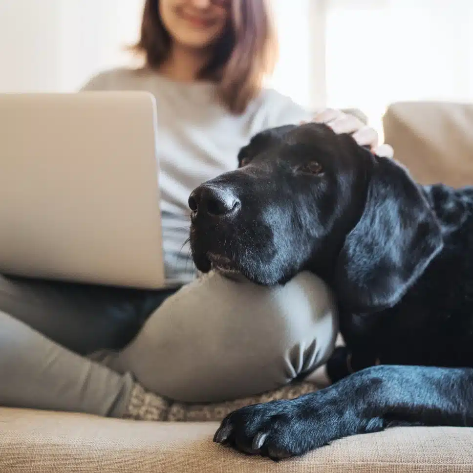 Woman on a couch with laptop petting her black Labrador during online dog training