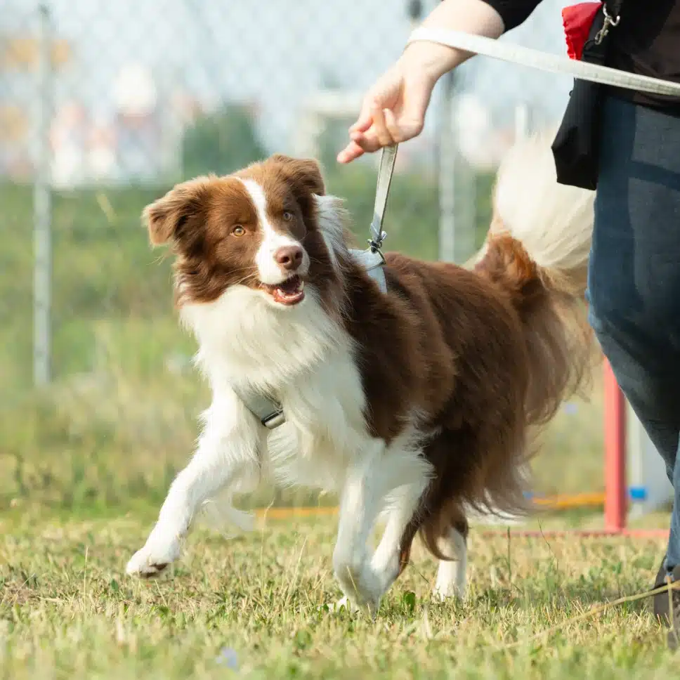 Border Collie mix on leash running during an in-person dog training session