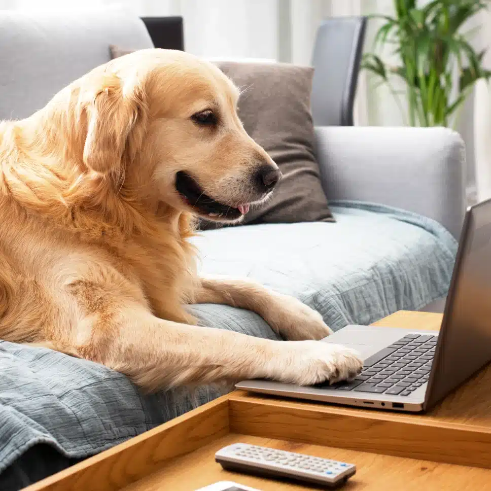Golden Retriever resting on a couch with paw on a laptop, representing online dog training