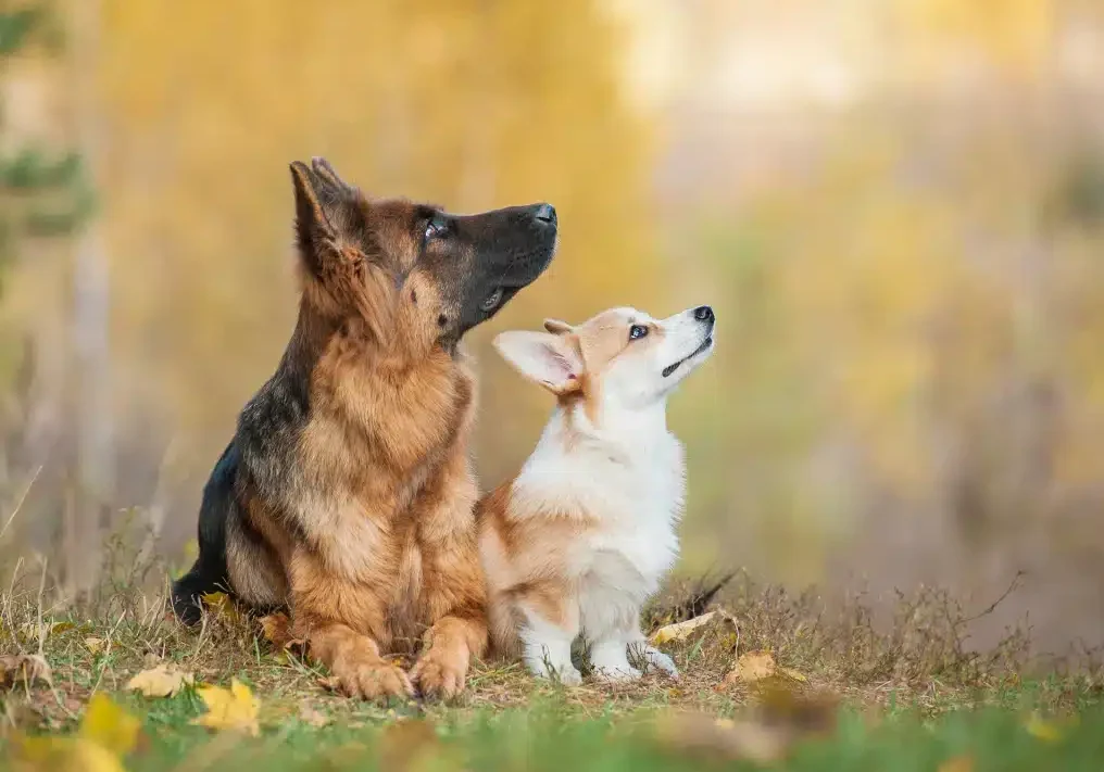 German Shepherd puppy and Corgi puppy sitting together outdoors looking up